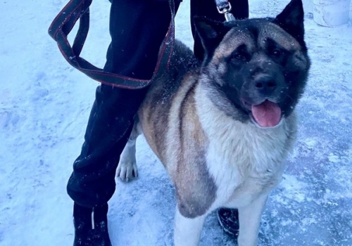 Омские полицейские вернули сбежавшую накануне праздников собаку