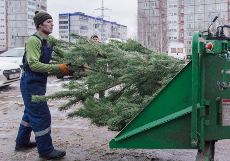 Места сбора елок