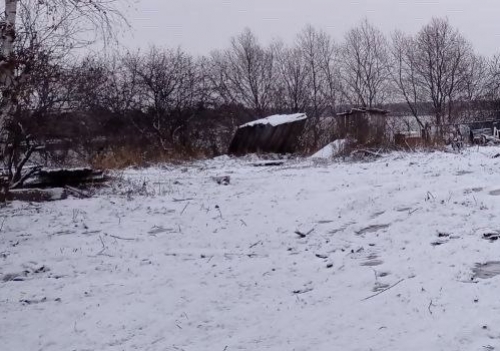 На севере  Омской области после появления лисы ввели карантин из-за бешенства