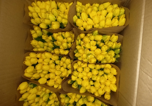 К 8 марта Россельхознадзор не пустил в Омск из Казахстана 80 тысяч тюльпанов