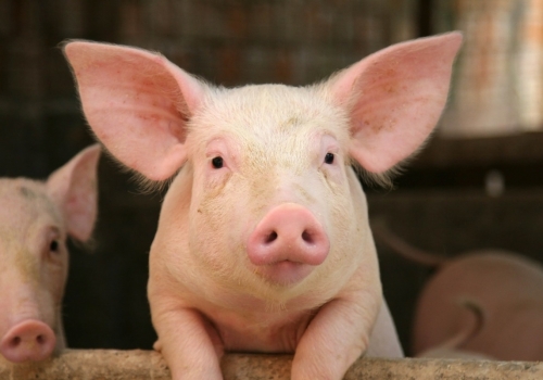 В Омской области из-за серьезного заболевания свиней введен карантин
