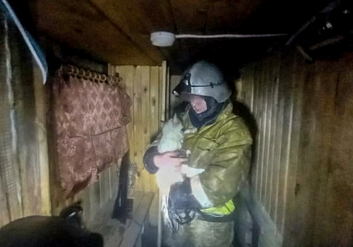 Омские пожарные спасли из огня кошку Люську