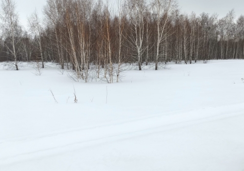В Омской области обнаружили 2 заросших сельскохозяйственных участка