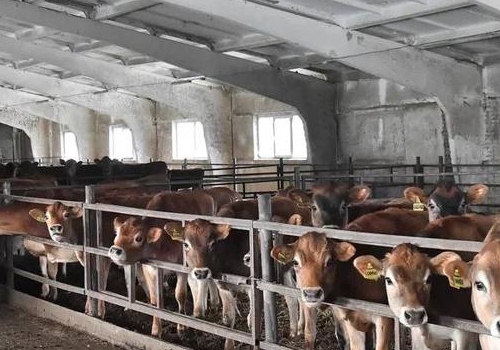 В Омской области построена и заработала молочно-товарная ферма на 1800 коров