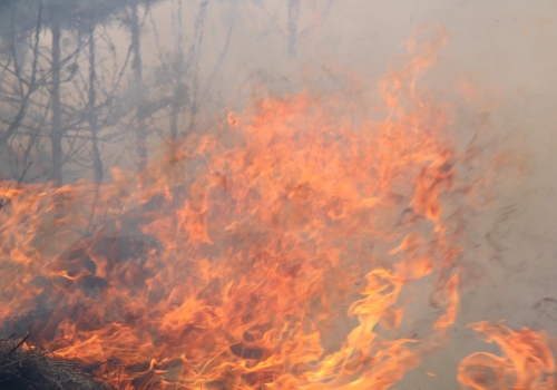 В омский лесах начался пожароопасный сезон
