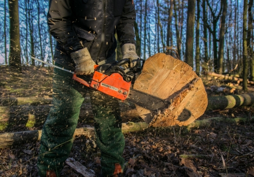 Экс-глава лесхоза в Омской области незаконно вырубил 1,6 тыс. кубометров леса