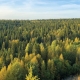 В Омской области 75 лесопользователей не платили аренду