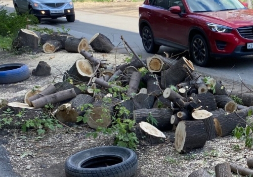 В Омске до конца года вырубят больше 2100 деревьев