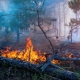 В праздничные выходные омские леса горели 10 раз