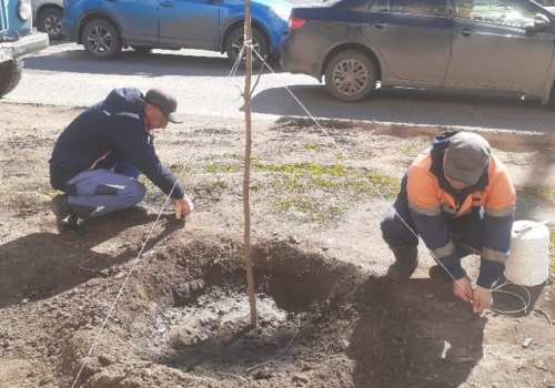 За весну в Омске планируют высадить порядка 500 деревьев