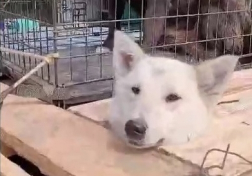 Домашних собак Усть-Ишимского района увозят во временные приюты