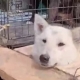 Домашних собак Усть-Ишимского района увозят во временные приюты