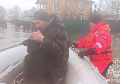 Омич из Усть-Ишима отправился к затопленному дому на помощь собаке и исчез