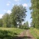 В Омской области продлили ограничения на посещение лесов