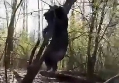 В Усть-Ишимском районе погиб медведь, сообщают местные жители