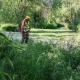 В Омске продолжается «сенокос»: скошено больше 700 га травы