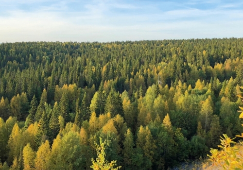 В Омской области снова можно пользоваться открытым огнём и посещать леса