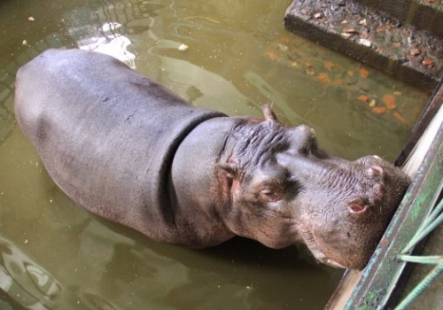 Большереченский зоопарк обязали расширить жилье для бегемота Кёнига