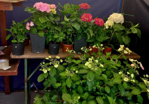 Высокий спрос: параллельно с «Флорой» в Омске пройдет садоводческая ярмарка