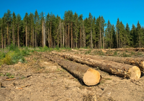 Калачинский лесхоз незаконно выдал на вырубку деляну в Оконешниково