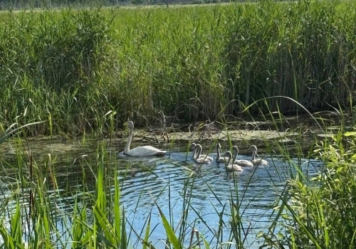 В деревне Омской области лебеди воспитывают потомство