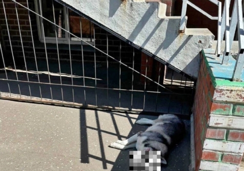 Собака в Омске, сидевшая на балконе в 30-градусную жару, выпрыгнула и погибла