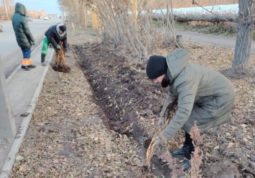 В Омске на Красном Пути высадили голубые ели