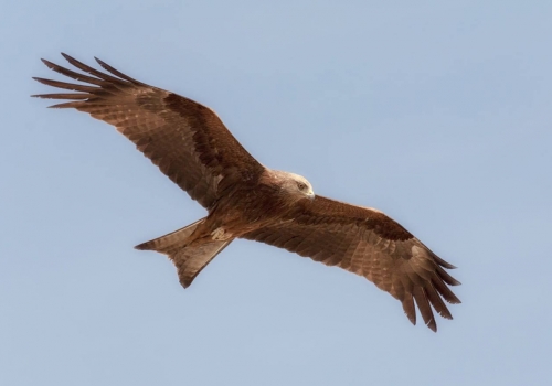 Пять омских экопроектов поборются за гранты Президентского фонда природы в 2026 году