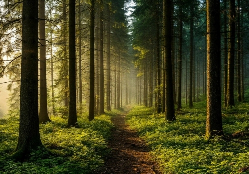 В Омске на охрану и восстановление лесов выделили 1,5 млн рублей