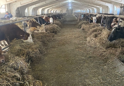 В омской колонии осужденные выращивают коров