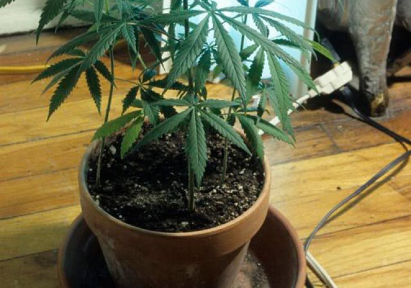 посадить марихуану в домашних условиях