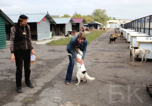 Приют друг омск. Собачий приют друг Омск. Татьяна Дугина Омск приют друг. Приют для собак в Омске.