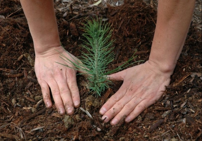 По результатам интернет-голосования в Волгограде могут высадить 1000 деревьев