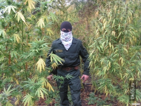 Конопля омской области как выростит марихуану